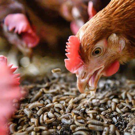 mealworms for chickens