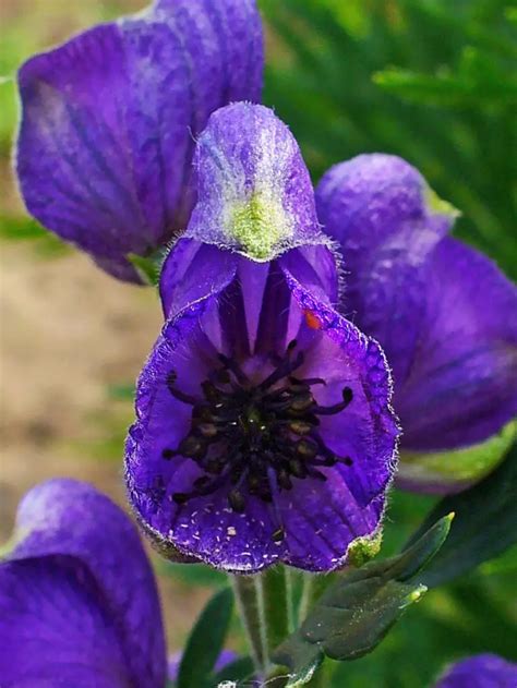 meaning of aconite