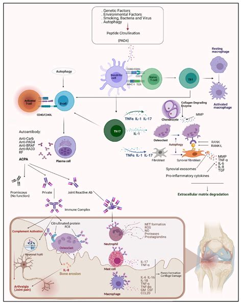 mechanisms and models in rheumatoid arthritis mechanisms and models in rheumatoid arthritis Doc