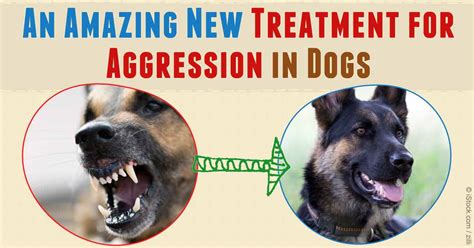 medication for aggressive dogs