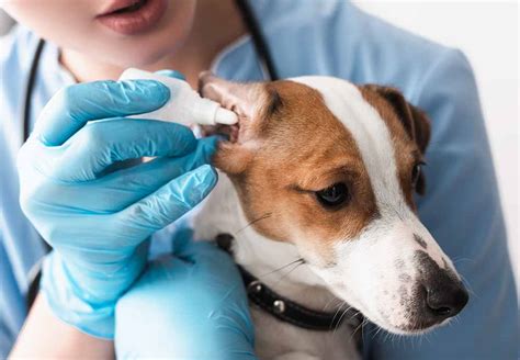 medication for dog ear infection