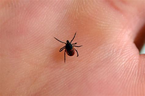 medication for lyme disease