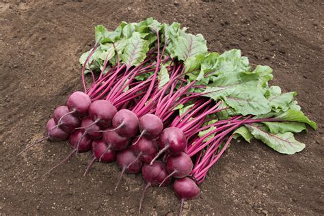 medium beet