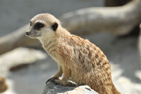 meerkat a day in the life desert animals PDF