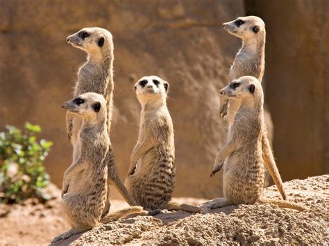 meerkats african animals Kindle Editon