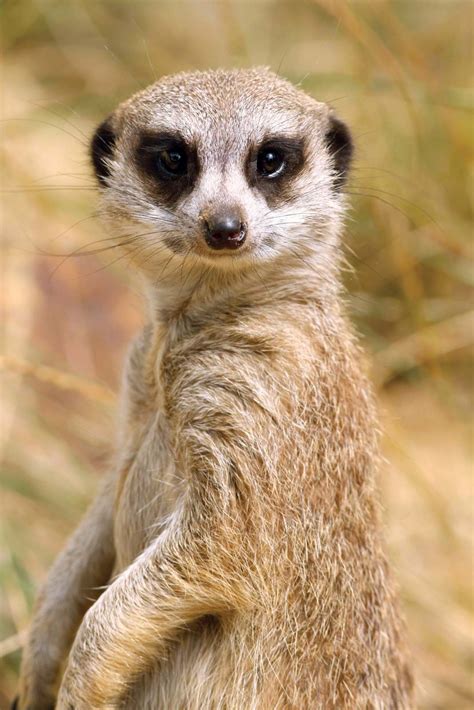 meerkats animals that live in the grasslands Epub