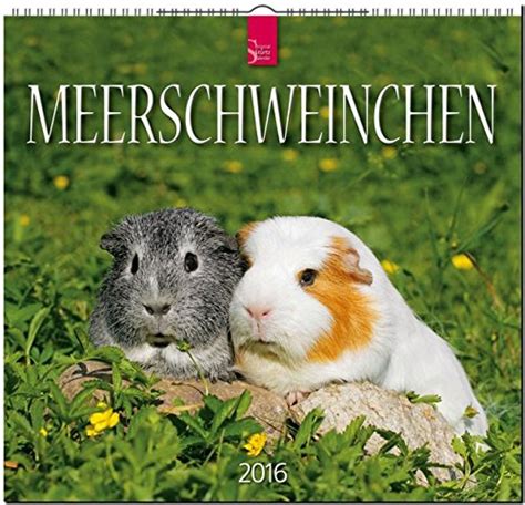 meerschweinchen 2016 a i Epub