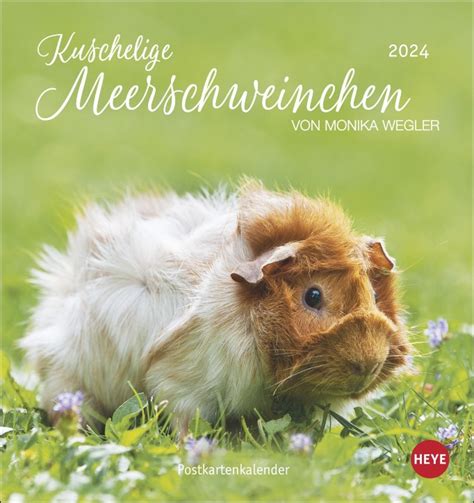 meerschweinchen 2016 postkartenkalender tierkalender teneues PDF