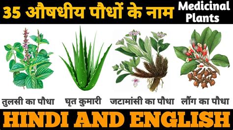 mehandi medicinal plant in hindi news PDF