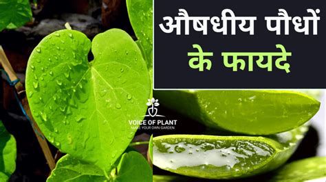 mehandi medicinal plant in hindi news PDF