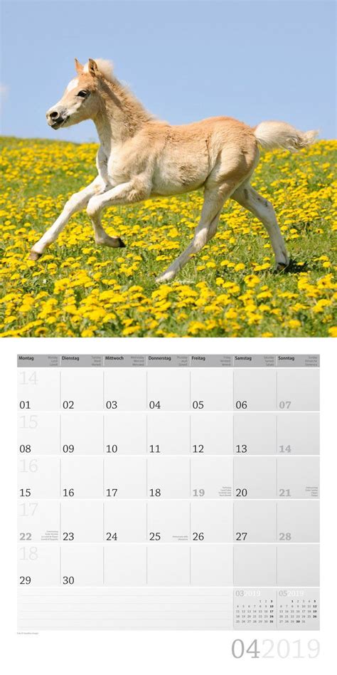 mein pferdekalender 2016 brosch renkalender tierkalender Reader
