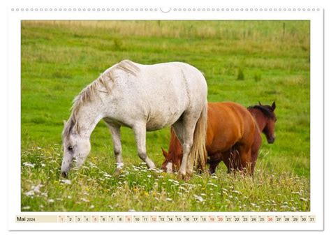 meine freunde pferde wandkalender 2016 Epub