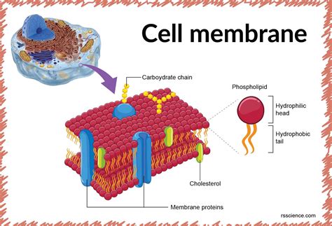 membrane