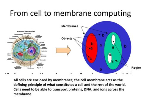 membrane computing membrane computing Doc