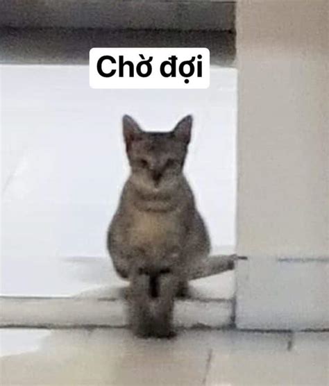 meme chờ đợi