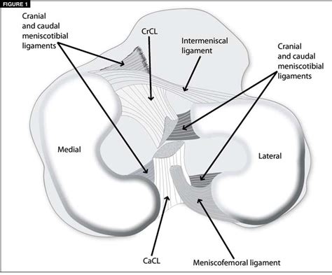 meniscus tear in dogs