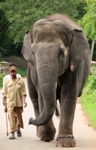 mens en olifant zoo informatie 12 9091 Reader