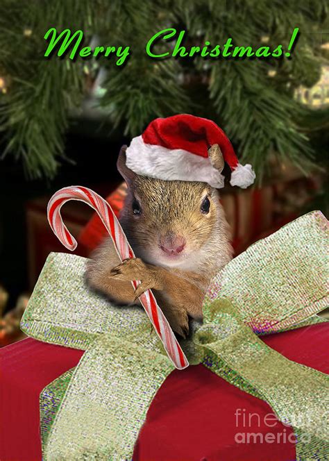 merry christmas squirrels Kindle Editon