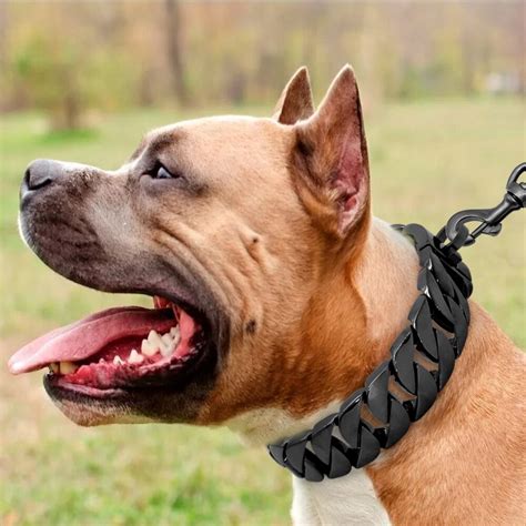 metal dog collars