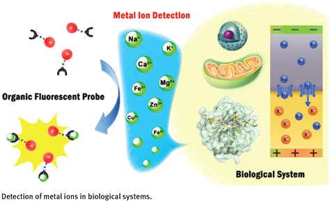 metal ions in biological systems metal ions in biological systems Kindle Editon