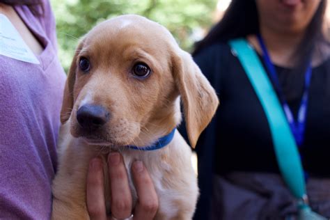 michigan humane