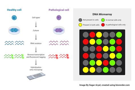 microarray technology methods applications molecular Reader