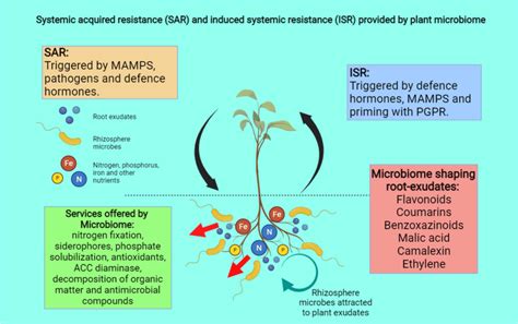 microbialmediated induced systemic Doc