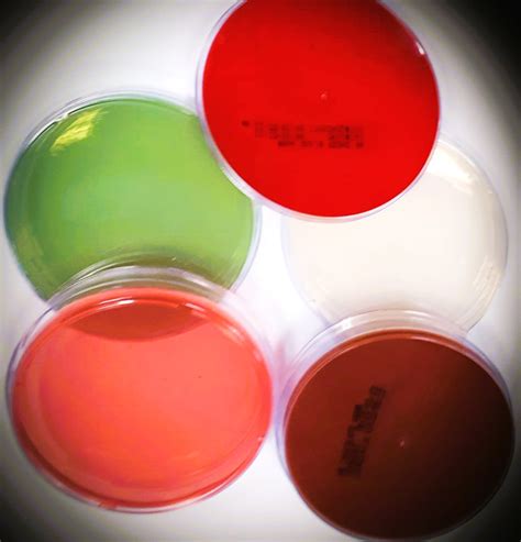 microbioilogy bs ucsc
