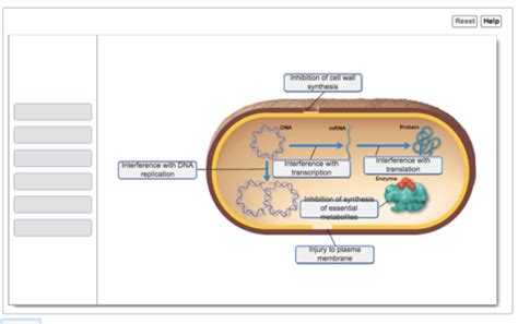 microbiology chapter 20 mastering Reader