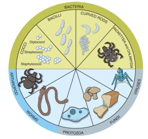 microbiology quizlet chapter 5 Kindle Editon