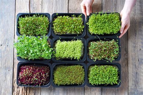 microgreen garden indoor growers guide to gourmet greens Kindle Editon