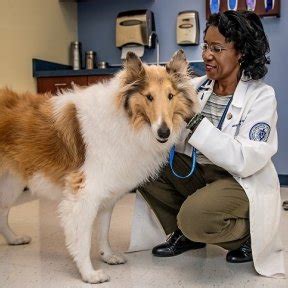 midwestern university companion animal clinic