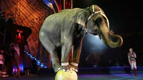 mijn circusdieren een circuseigenares vertelt over haar belevenissen met haar dieren in het circus olifanten apen beren honden paarden en leeuwen PDF