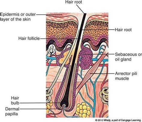 milady quizlet chapter 11 Reader
