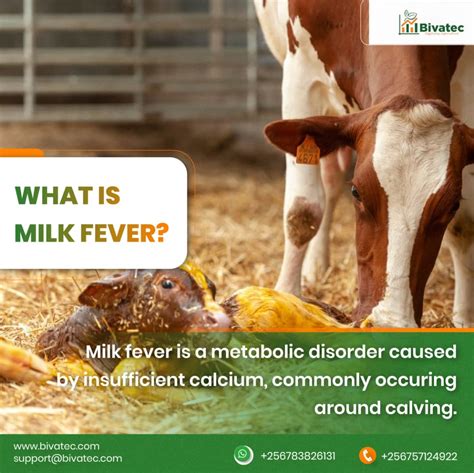 milk fever in cattle