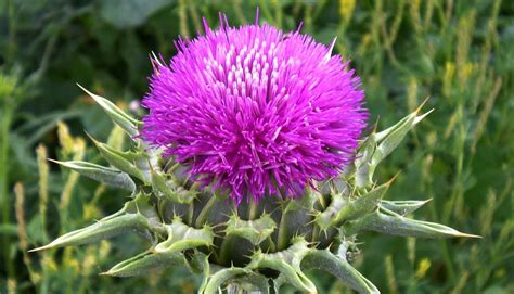 milk thistle 中文