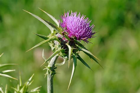 milk thistle near me