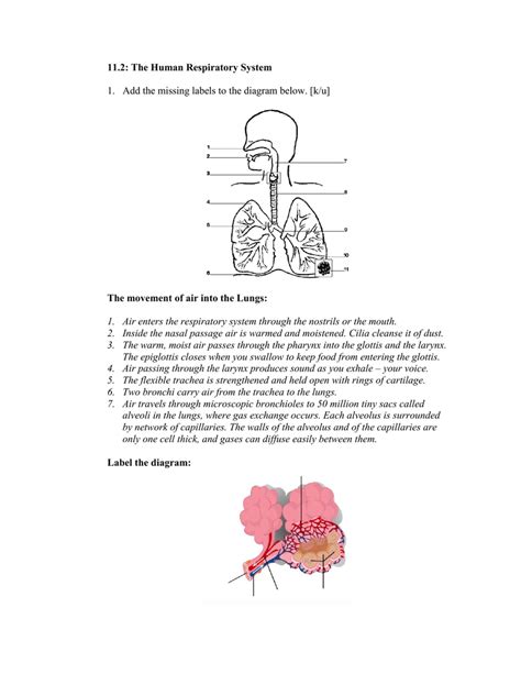 milliken publishing company respiratory system answer sheet Kindle Editon