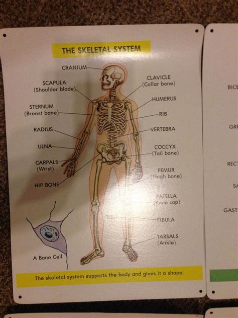 milliken publishing systems of the human body Ebook Epub