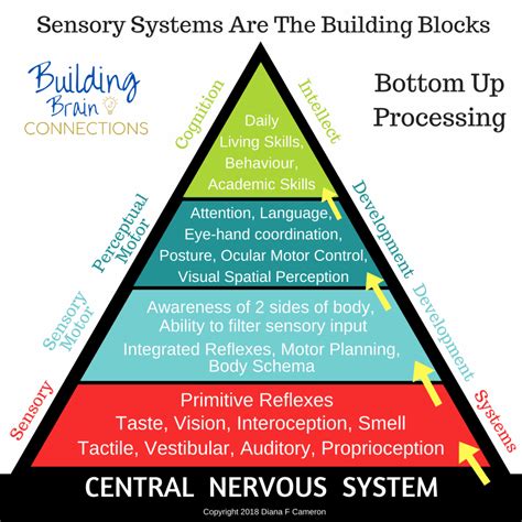 mind brain continuum sensory processes Doc