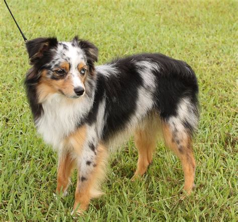 mini aussie dog