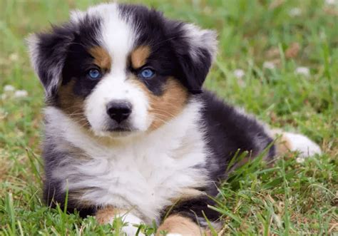 mini aussie puppy