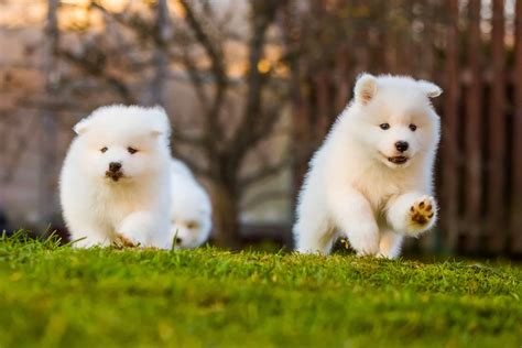 mini samoyed