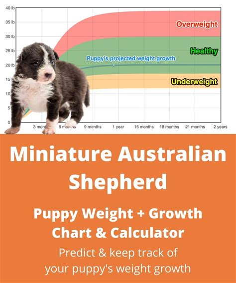 Miniature Australian Shepherd Weight Chart