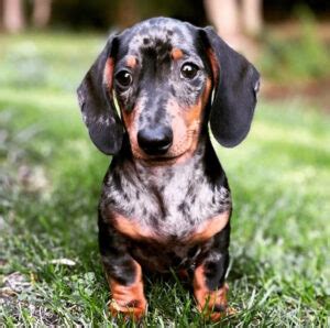 miniature dachshund rescue near me