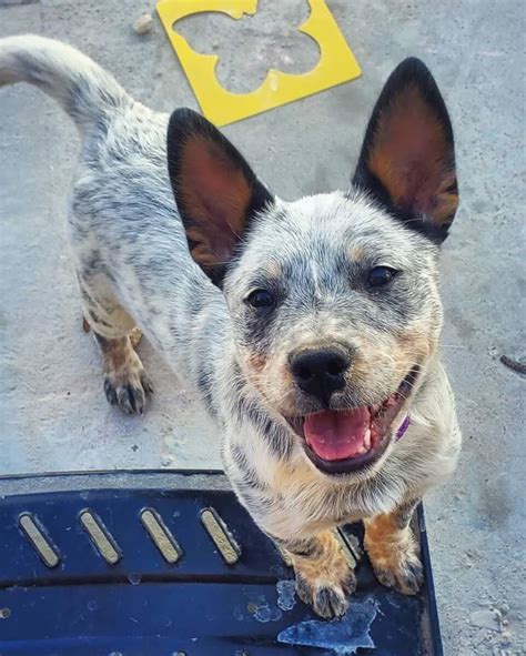 miniature heeler