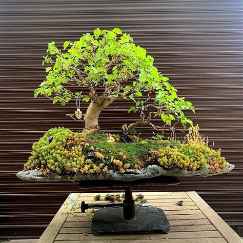 miniature living bonsai landscapes the art of saikei Doc