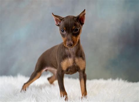 miniature pinscher puppies for $200