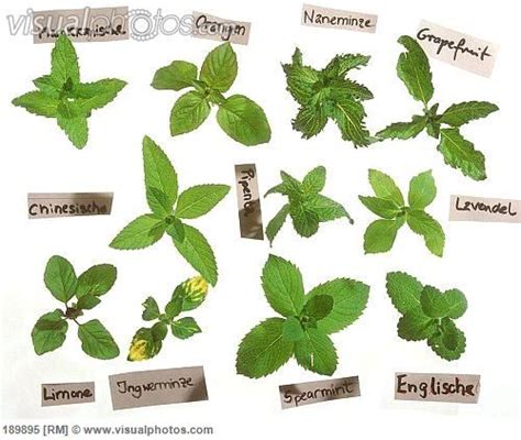 Mint Identification Chart