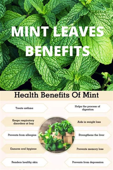 mint learn the powerful beauty and health benefits of this healing herb today PDF